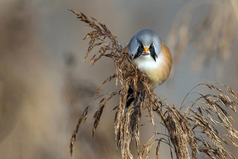 Bearded reedling (Panurus biarmicus), Federsee lake, Baden-Württemberg, Federal Republic of Germany