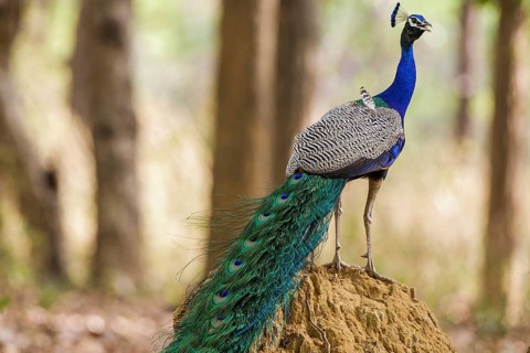 Blue peacock (Pavo cristatus), India, Khana National Park, side view, Khana National Park, Madhya,