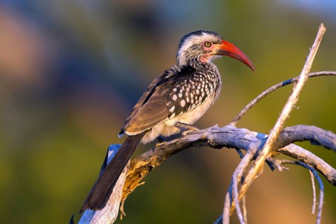 Africa, Botswana, Red-billed Hornbill, Tockus Erithrorhynchus, Botswana, Botswana