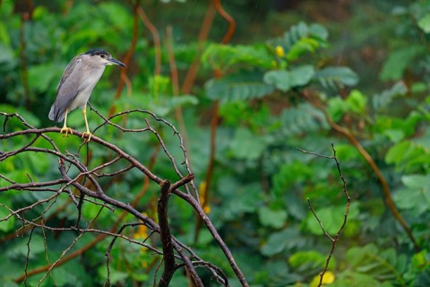 Black-crowned black crowned night heron (Nycticorax nycticorax), Bihoreau gris, HÈron bihoreau,