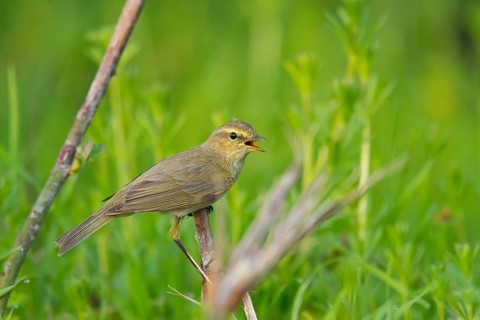 Chiffchaff, Willow Warbler, Chiffchaff, Common Chiffchaff, Chiff-chaff, (Phylloscopus collybita),