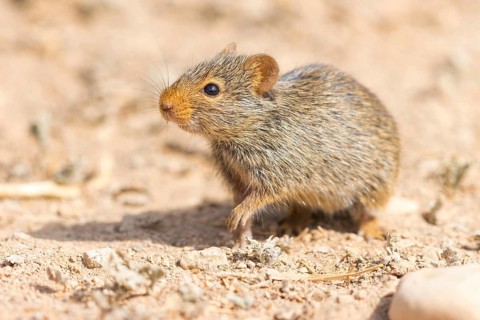 Nile rat, Nile grass rat, (Arvicanthis niloticu) s, Middle East, Oman, Dhofar Governorate, Oman,
