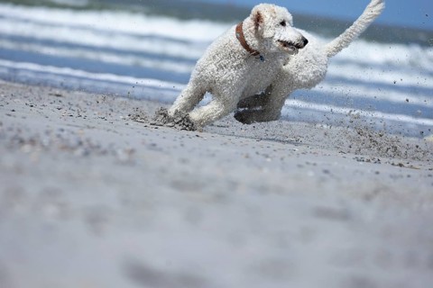 A white dog, King Poodle, dramatically and full of energy slows down his run on the beach in front