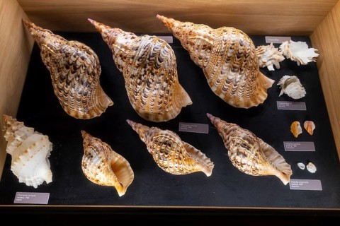 Museum, World of Seashells exhibition, genus Chamidae, Charoniidae, Bel Ombre, Indian Ocean,