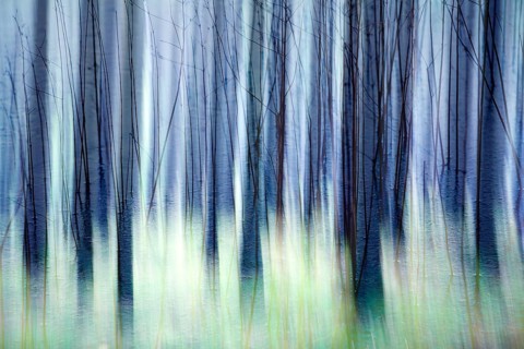Atmospheric forest, abstract structures, wiping effect, bulb exposure