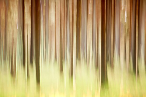 Atmospheric forest, abstract structures, wiping effect, bulb exposure