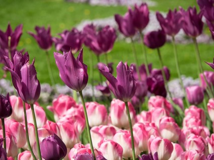 Close-up of a flower bed with pink and purple tulips in full bloom, Oslo, Norway