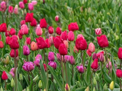 Vibrant tulips in various shades of red and pink bloom in a green field, urk, netherlands