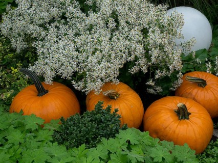 Three pumpkins between white flowers and dense green leaves in the garden, borken, münsterland,