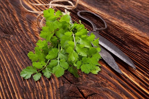 Fresh cilantro on wooden table. Culinary aromatic herbs