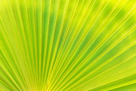 Green texture of palm leaf. Space for your text