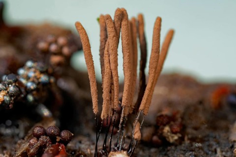Tufted slime mould fruiting body with some light brown stalks on tree trunk in front of blue sky