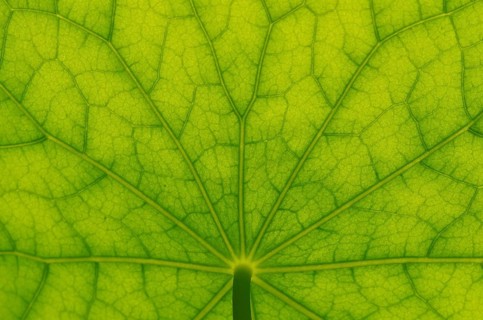 Bottom view of the leaf surface of a nasturtium