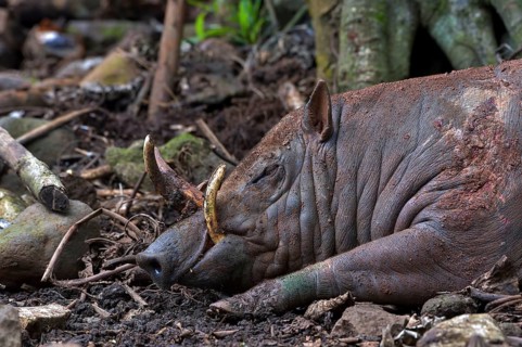 Close up photo of a Babirusa Sulawesi Utara (Babyrousa celebensis)