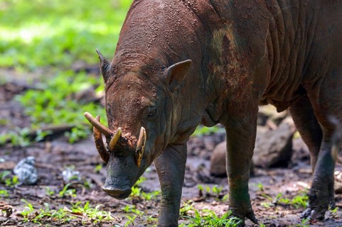 Close up photo of a Babirusa Sulawesi Utara (Babyrousa celebensis)