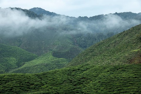 Tea plantation, Cameron Valley Tea, Cameron Highlands, Malaysia, Southeast Asia