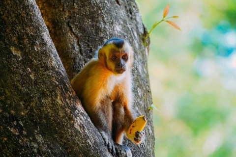 March 21, 2024, Brazil. Capuchin monkey is seen in the tree, in the municipal resort, in Bonito, in