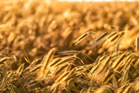 Grain in a field in Europe in July