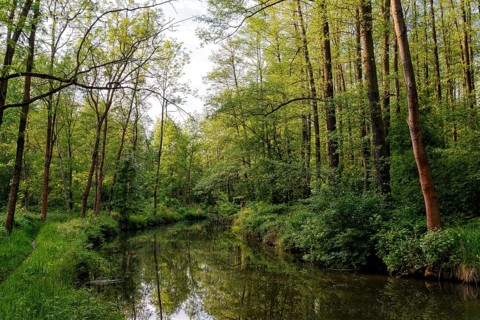 Spreewald