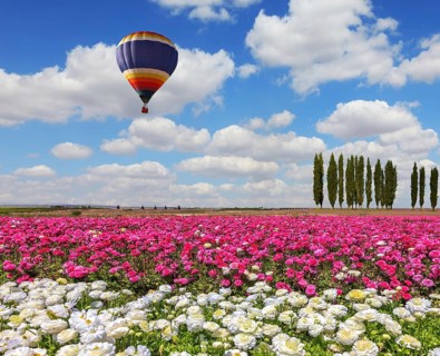 Field of the blossoming buttercups - ranunculus of white and lilac color. Windy spring day. Huge
