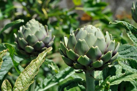 Artichoke in a garden in Brittany