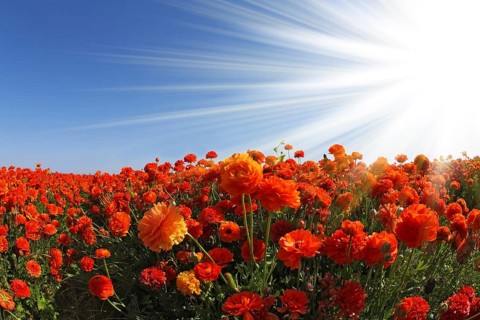 The huge field of red and white buttercups photographed by a lens Fish eye