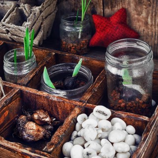 Bulbs and plant shoots and spring flowers in wooden box.view from the top