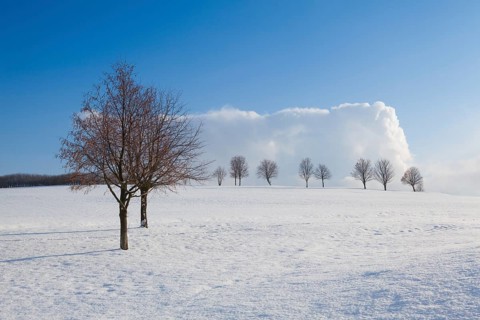 Lonely trees in a winter landscape under blue sky