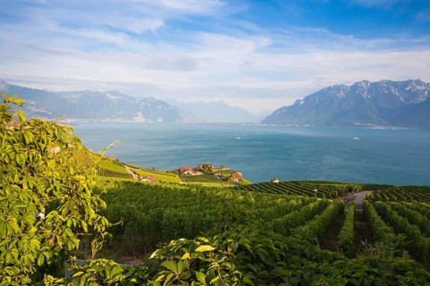 Vineyards of the Lavaux region over lake Leman (lake of Geneva), Switzerland