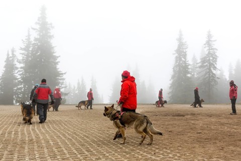 Sofia, Bulgaria - April 20, 2016: Men and their dogs at the search and rescue team at Bulgarian Red