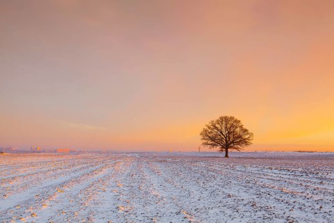 Lonely tree on the field in the frosty morning. Amazing winter landscape