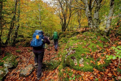 Bosque de Bordes, valle de Valier -Riberot-, Parque Natural Regional de los Pirineos de Ariège,