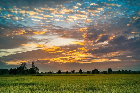 Beautiful sunset at the paddy field in Thailand