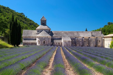 Abbey with lavender fields in French Senanque