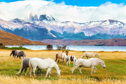 Herd of wild horses graze on the yellow grass. Lagoon Azul is mountain lake near three rocks -