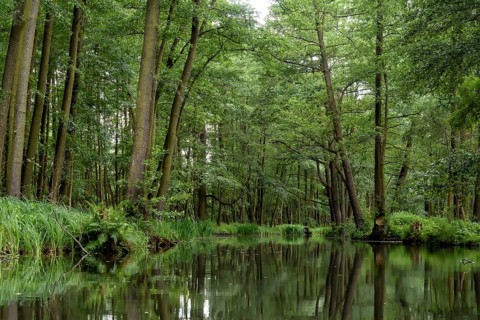 Landscape with watercourses and forest in the Spreewald in Brandenburg in Germany