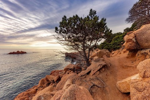 Coastal landscape with bizarre, red rocks and weathered, gnarled trees at sunset over the sea,