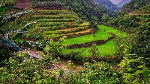 Typical Vietnamese landscape in spring with green vegetation