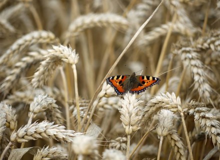 Small tortoiseshell