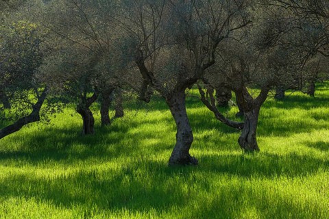 Set of lights and shadows in the olive grove of S'Alqueria d'Avall, Bunyola, Majorca, Balearic