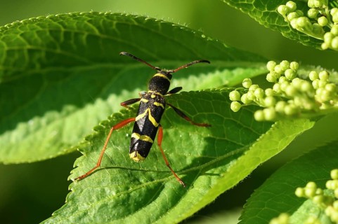 Wasp beetle (Clytus arietis)