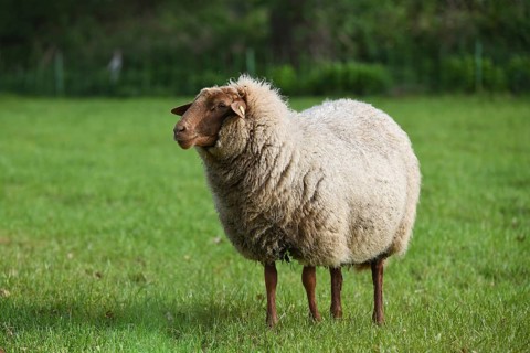 Coburg chestnut sheep on the pasture