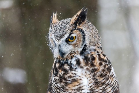 A captive great horned owl (Bubo virginianus) also known as a tiger owl at a bird of prey sanctuary