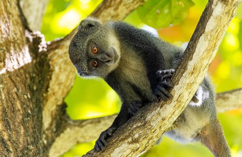 White-throated Monkey (cercopithecus albogularis) in a tree, Kenya