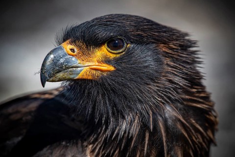 Falkland caracara (Phalcoboenus australis), portrait, Pebble Island, Falkland Islands, Great