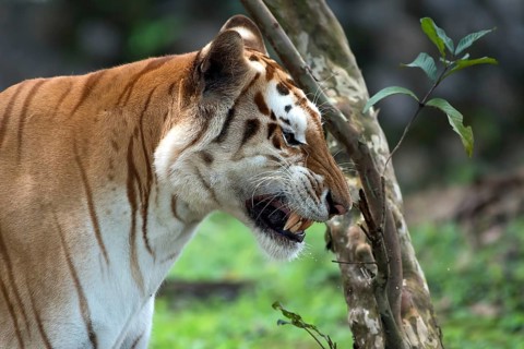 Rare golden tiger in their environment