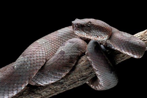 Flat nose pit viper in black background