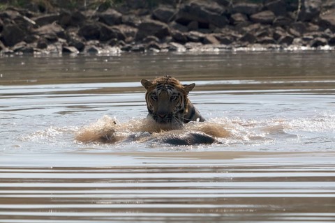 Tiger (Panthera tigris), Bengal tiger or Indian tiger, big cat (Pantherinae), carnivore
