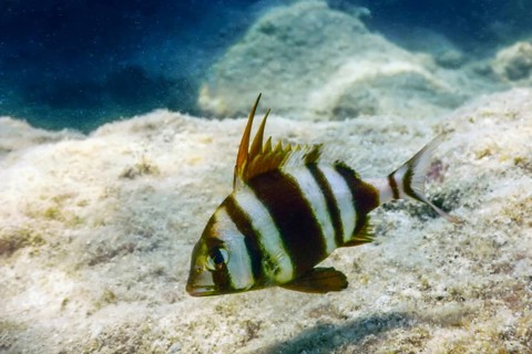 Redbanded Seabream Underwater (Pagrus auriga) Under the Sea Beautiful Fish
