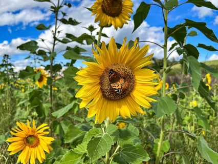 Field of sunflowers under a blue sky, a butterfly rests on a flower, Sempach, Lucerne, Switzerland